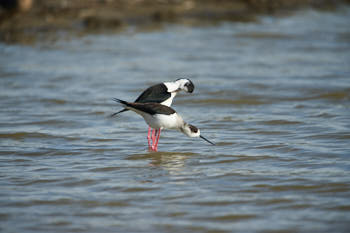 Echassse blanches<br>NIKON D700, 700 mm, 200 ISO,  1/1250 sec,  f : 5.6 